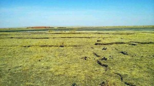 西乌珠穆沁旗草原因化工厂抽地下水，草场干裂。（乔龙提供）